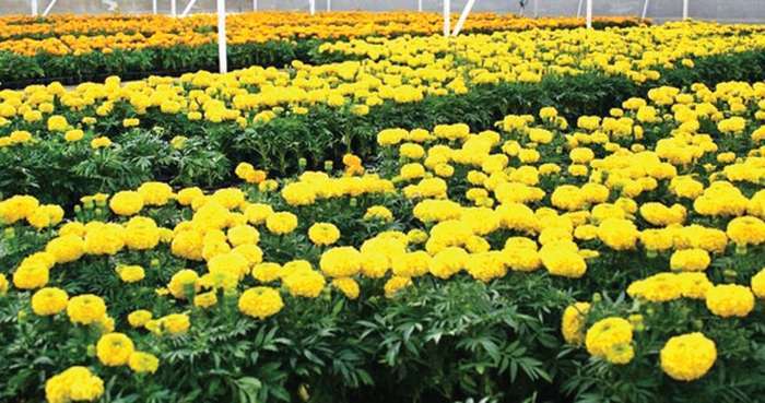 Flowers Worth Rs 20 Million Ready to be Sold for Tihar