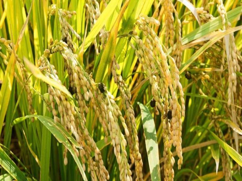Paddy Production Increases Nine Per Cent This Year