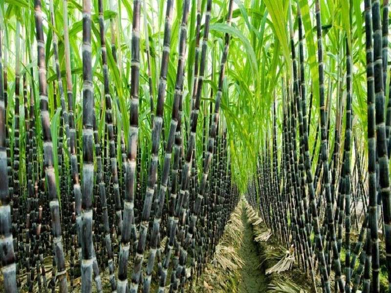 Government Determines MRP of Sugarcane