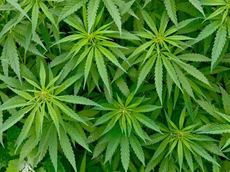 Demand to Legalize Marijuana