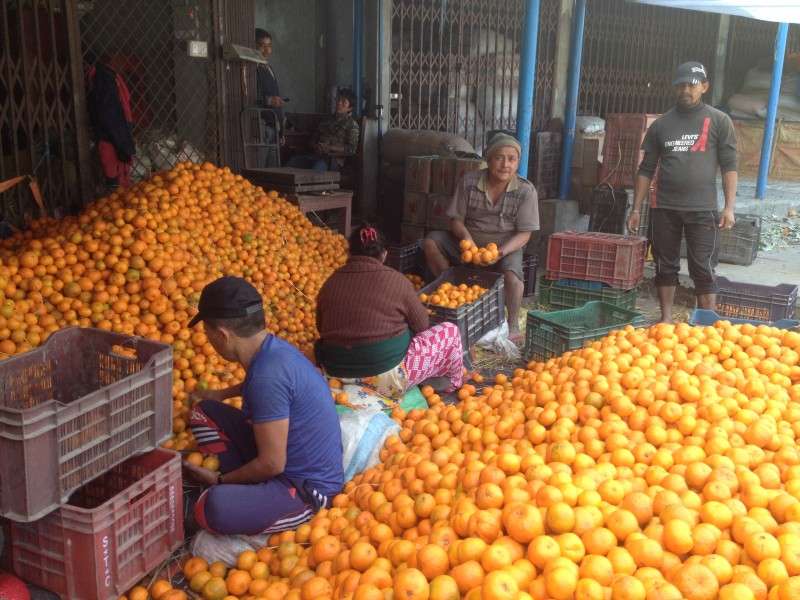 Trade of Oranges Reaches Rs 750 million in Dharan