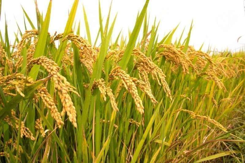 Farmers Demand Reasonable Price for Paddy   