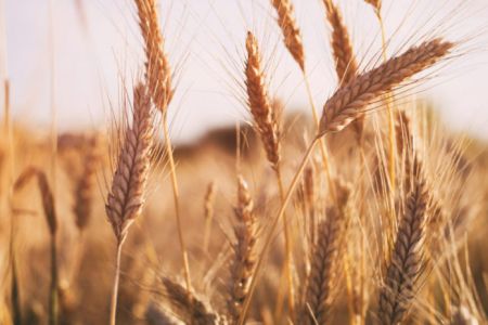 Indian Govt Orders Mandatory Declaration of Wheat Stock Position from April    