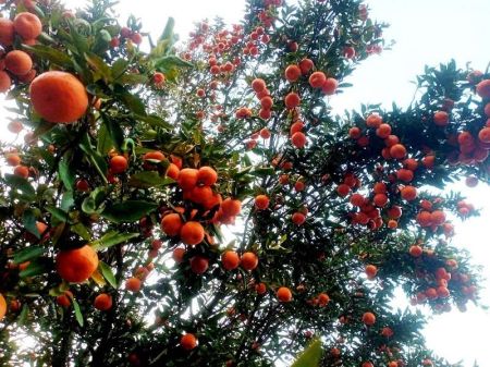 Why was Orange Recognized as National Fruit?
