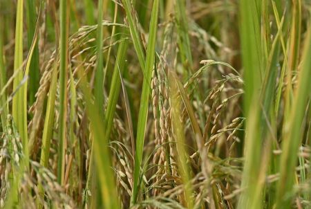 Philippine Court Blocks Genetically Modified 'Golden Rice' Production over Safety Fears