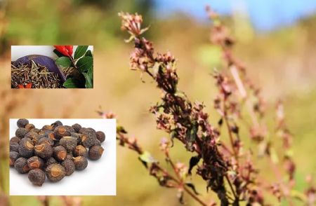 Herbs worth Rs 81 Million Exported via Kakadbhitta in Fiscal Year 2023/24