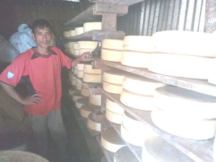 A local of Namsaling in Ilam district manufacturing cheese at his diary farm. There are 40 cheese factories in Ilam. Photo: Bijay Shekhar Bhattarai/Aarthik Abhiyan