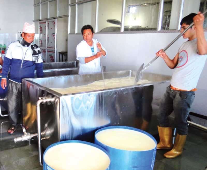 Workers at Kamdhenu Diary Development Corporation in Chathar Jorpati Rural Municipality of Dhankuta preparing cheese at the processing center. The company which was established in 2009 with an investment of Rs 30 million produces cheese worth Rs 2.5 million per month. Photo: Narayan Kumar Rai/Aarthik Abhiyan
