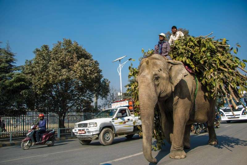 An elephant of the central zoo carrying its fodder near Exhibition Road in Kathmandu. Photo: Pradip Luitel/NBA