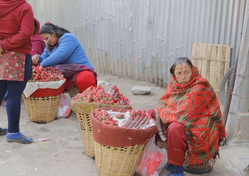 A street vendor selling strawberries brought from Kakani at New Road. The Kathmandu Metropolitan City does not allow street vendors to operate such business which is against the laws but the metropolis officials have not completely banned such activities. Photo: Pradip Luitel/NBA
