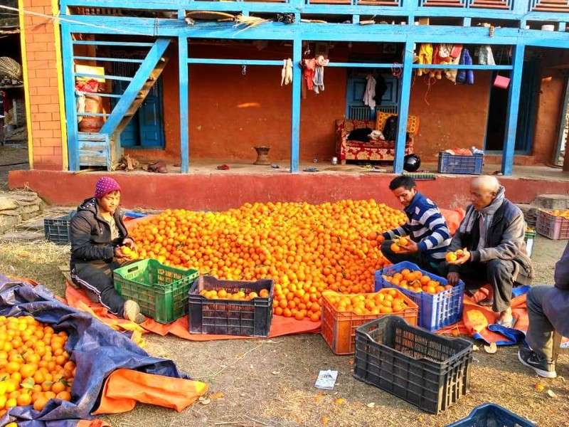 Locals of Baskharka of Parbat district preparing to take oranges produced in the village to the market. Out of the 260 households of the village, 215 are involved in orange farming. The village produces oranges worth Rs 30 million annually. Photo: Roshan Tiwari/NBA
