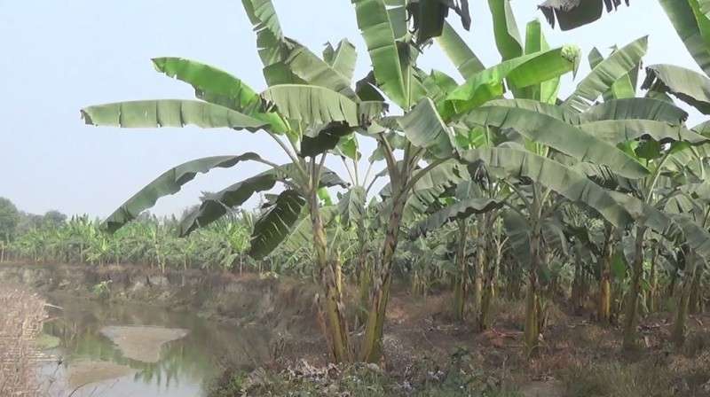 This recent picture shows a banana farm in Morang. Farmers have been attracted to banana farming in this district of late. Photo: NBA