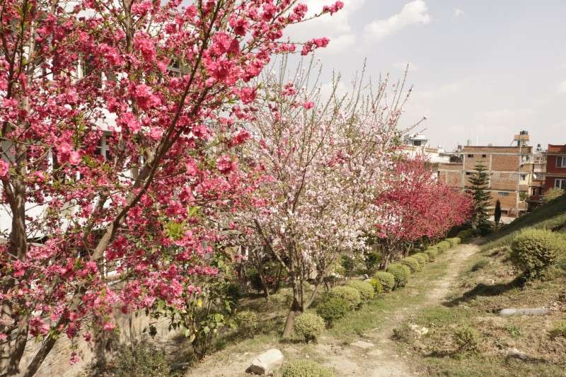 Peach blossoms in full bloom at Hotel Himalaya in Pulchowk, Lalitpur on Monday. Photo: Pradip Luitel/NBA