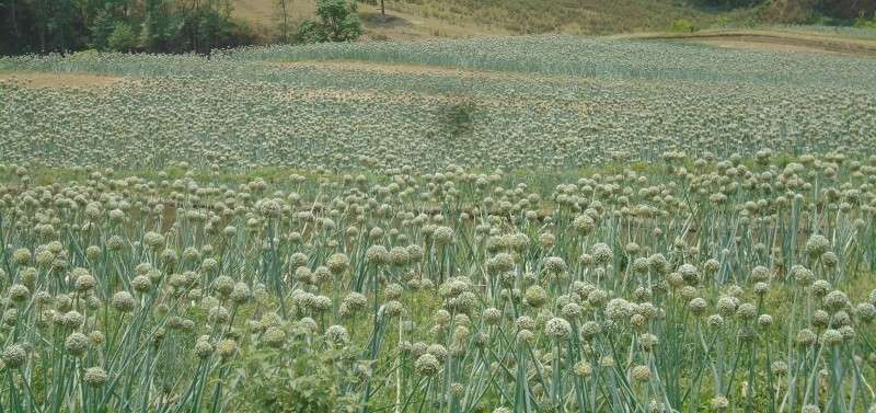 An onion farm at Musikot Municipality-6. Photo: Prabir Dalel/NBA