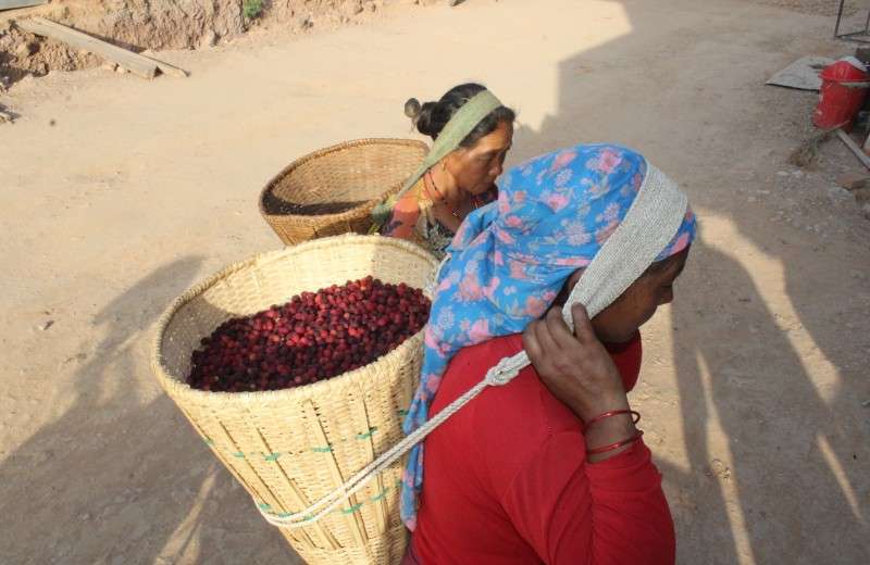 Women of Mathadadi Rural Municipality of Palpa district carrying baskets of berries locally known as 'kafal' to the market. Photo: Prakash Nepal/NBA