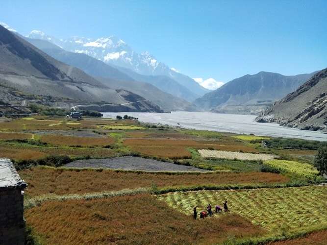 Farmers harvesting crop in Kagbeni of Mustang district while the Kali Gandaki River flows in the background in this recent photo. Buck wheat is the major production in Upper Mustang. Photo: Durga Lamichhane/NBA