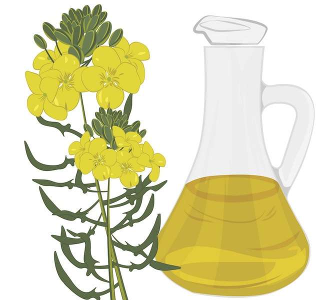 Salt Trading Corporation to Produce Mustard Oil