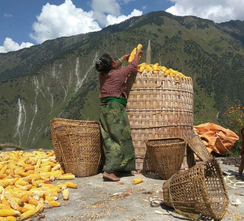 Agriculture is the Most Profitable Business in Nepal  