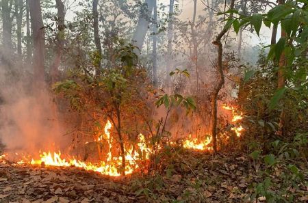 Forest Fires Raging across the Country, with 165 Incidents Reported