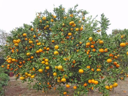 Myagdi Farmers Earn Rs 210 Million by Selling Oranges