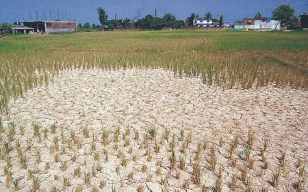 Drought Affects Jumla Farmers; Paddy Transplantation Delayed