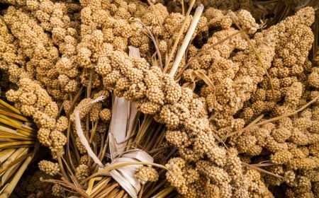 Millet Import on the Rise in Nepal