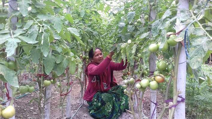 A local farmer of Sisne Rural Municipality in Rukum (East) working at her farm. More number of women have been taking up farming as profession with the expansion of market due to transportation facilities in the recent days. Photo: Pradip Dalel/NBA
