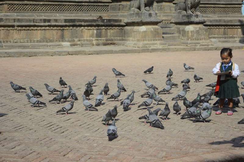 A little girl feeds pigeons in Lalitpur Durbar Square before going to school. Photo: Ravi Maharjan
