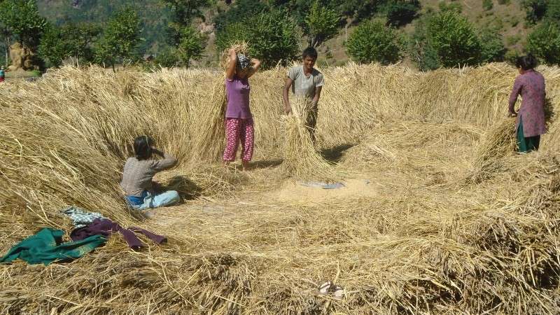 Farmers harvesting paddy in Sisne Rural Municipality of Rukum (East) after Tihar. This year, the production of paddy increased in the district owing to the timely rainfall, according to Agriculture Information Center, Rukum (East). Photo: Prabir Dhadel/NBA
