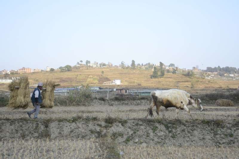 A farmer transporting haystack in Khokana, Lalitpur on Monday. Photo: Ravi Maharjan/NBA